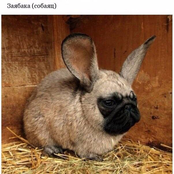 post-17499-0-24770300-1462722828_thumb.j