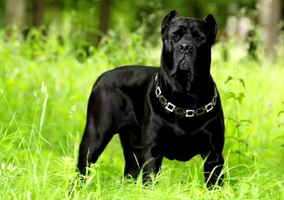 post-43367-0-35934400-1462972393_thumb.j