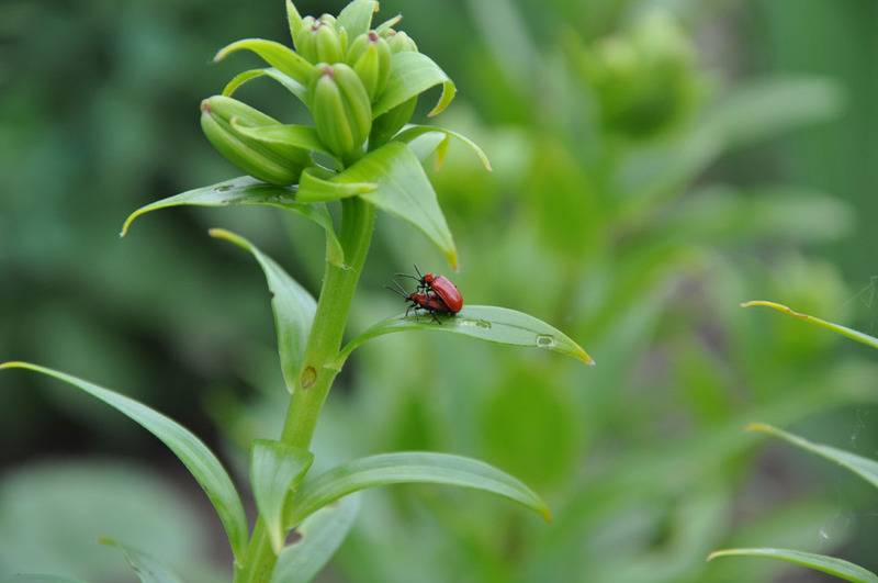 post-1239-0-83882200-1307826084_thumb.jp