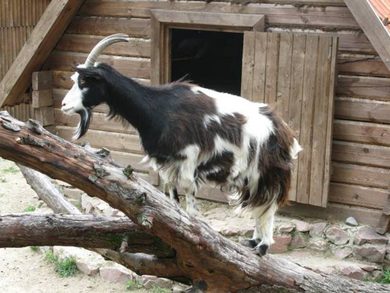 post-2550-0-10735600-1308434358_thumb.jp