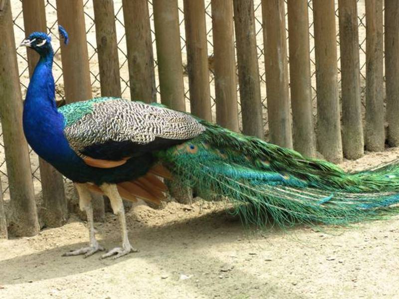 post-2550-0-59786300-1308434352_thumb.jp