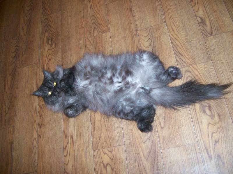 post-18454-0-40312100-1339761219_thumb.j