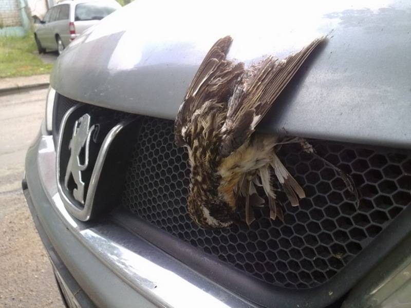 post-3115-0-27235900-1309783858_thumb.jp