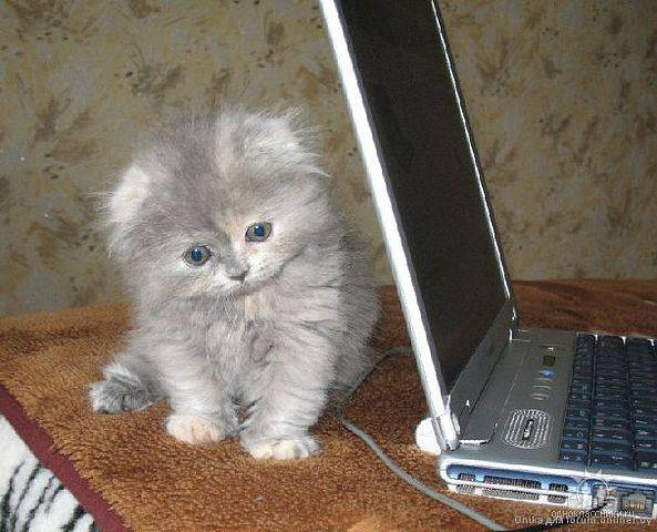 post-10441-0-03512800-1314353130_thumb.j