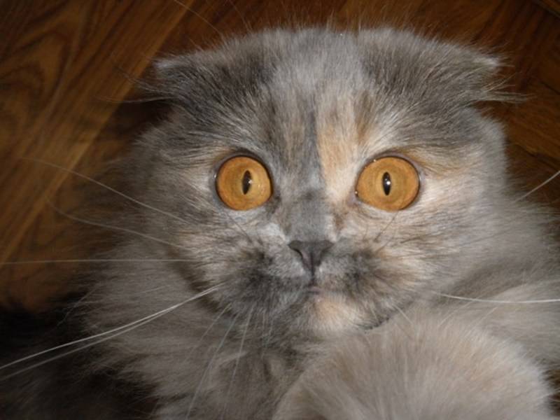 post-10441-0-98680900-1314388245_thumb.j