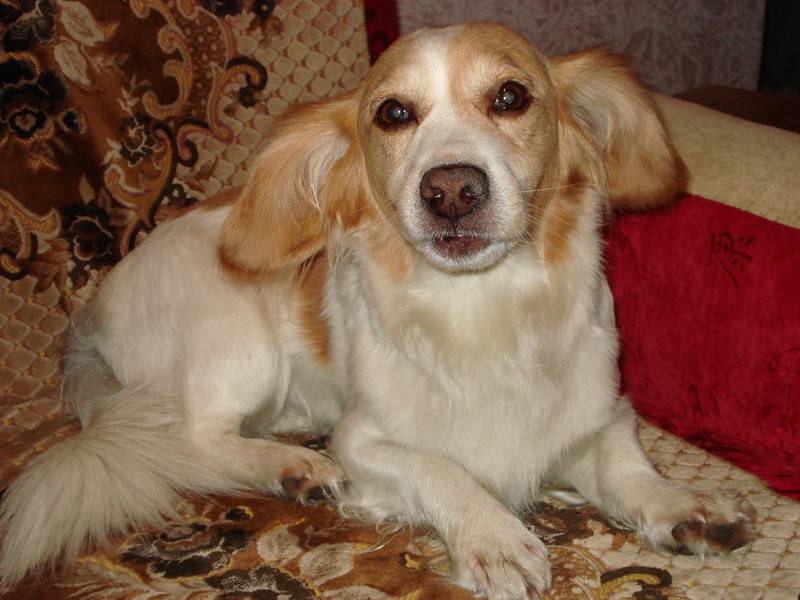 post-7826-0-07249000-1313473921_thumb.jp