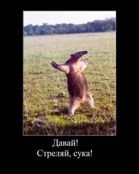 post-9392-0-35837600-1314428860_thumb.jp