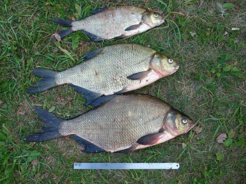 post-3450-0-37410200-1376829363_thumb.jp