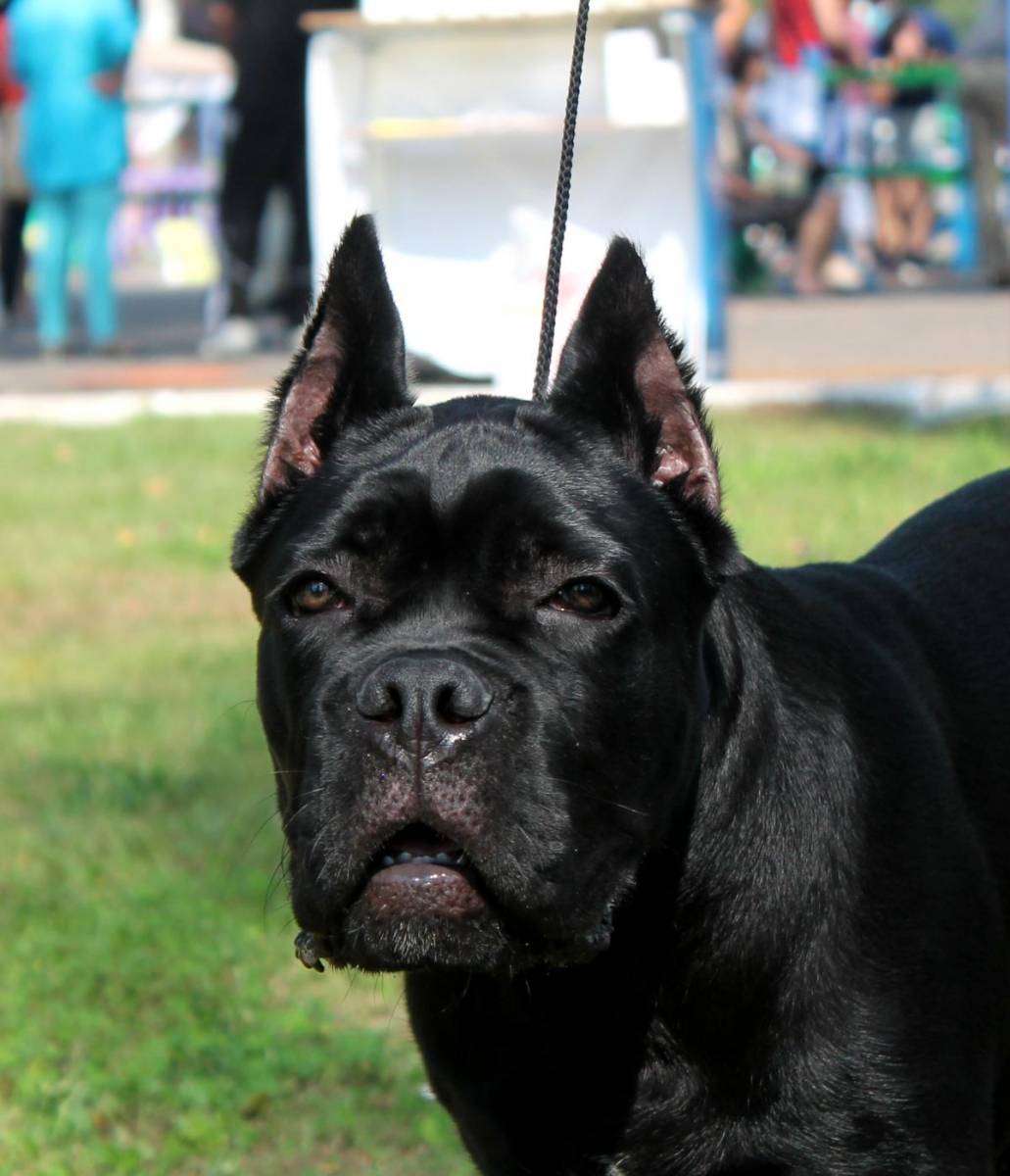 post-43367-0-31079100-1471156261_thumb.j