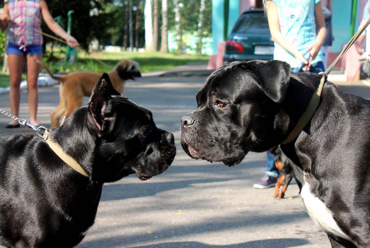 post-43367-0-99399700-1471156365_thumb.j