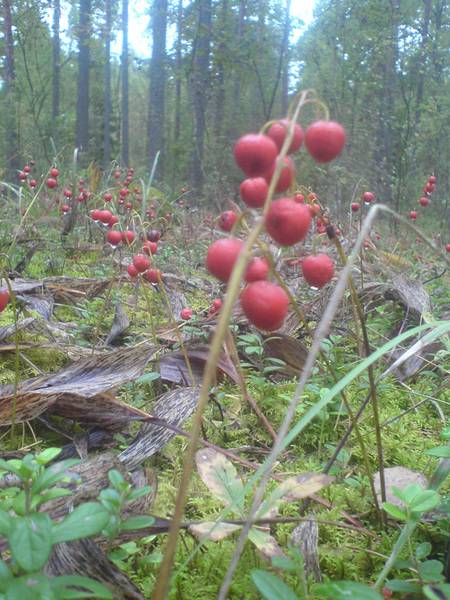 post-5038-0-60909200-1316519162_thumb.jp