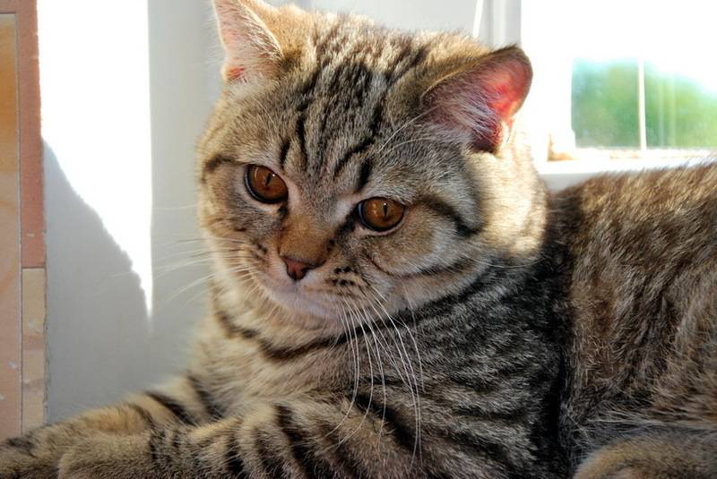 post-5288-0-77253200-1316774322_thumb.jp