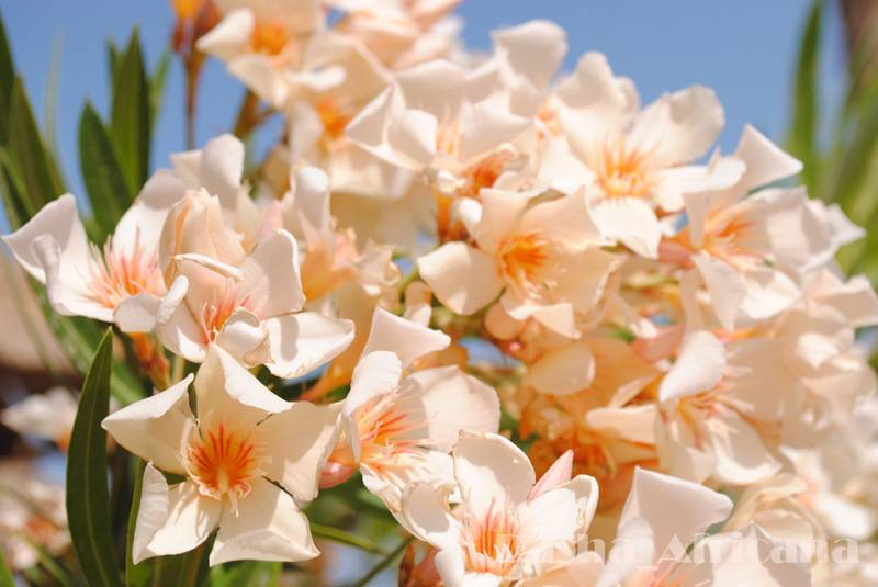 post-1239-0-27199600-1347402685_thumb.jp