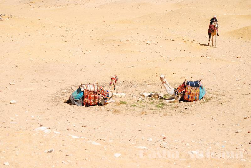 post-1239-0-57823400-1347402717_thumb.jp