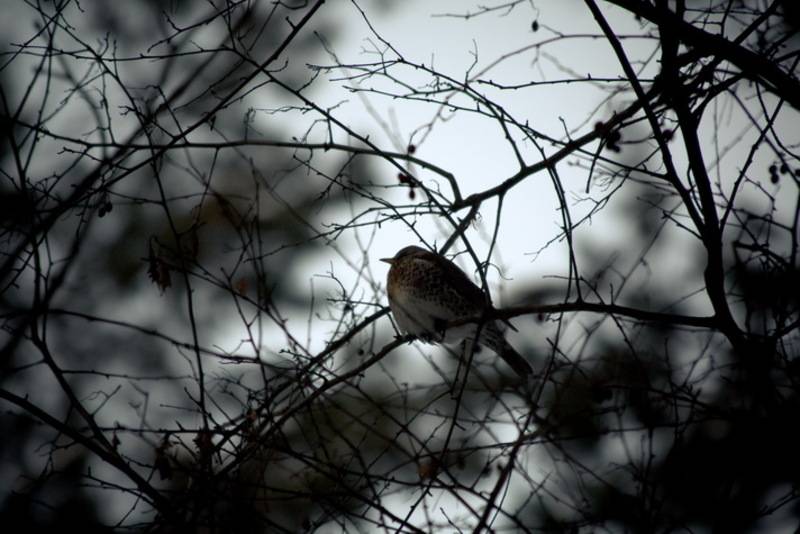 post-4684-0-07866200-1347959530_thumb.jp