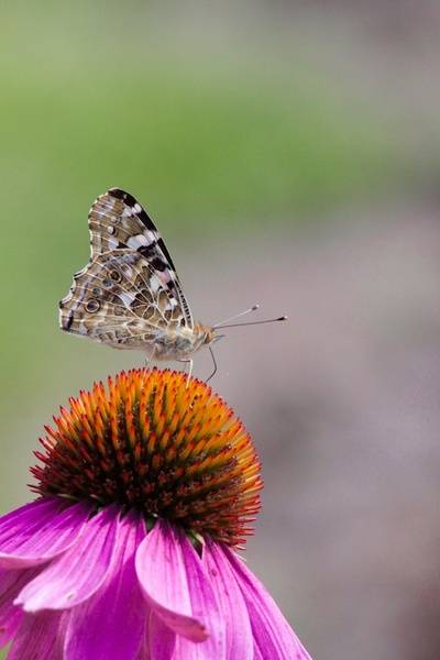 post-4684-0-22043300-1348226684_thumb.jp