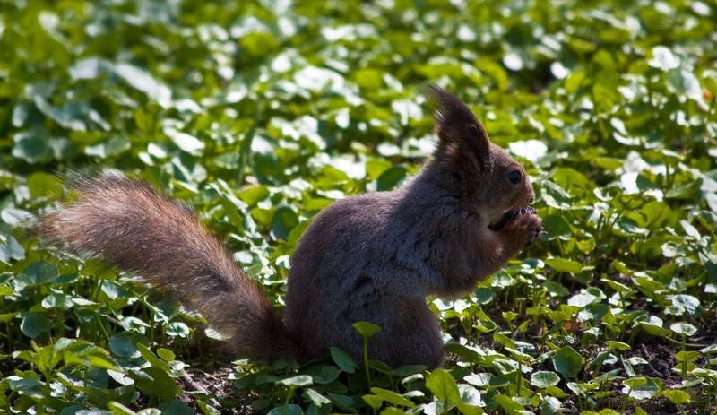 post-4684-0-59373500-1348226680_thumb.jp