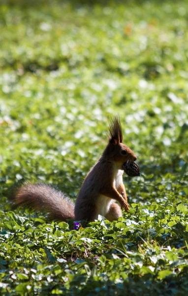 post-4684-0-59965500-1348226682_thumb.jp