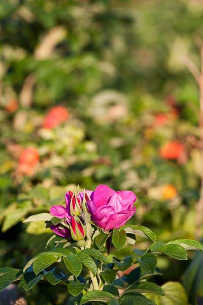 post-4684-0-89689600-1348226684_thumb.jp