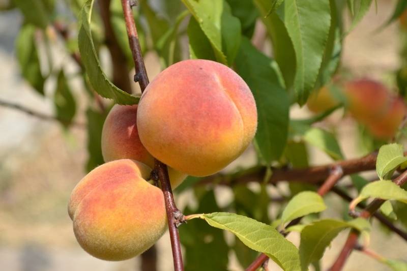 post-6620-0-62191800-1347255570_thumb.jp