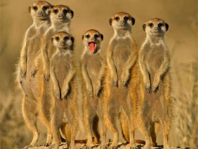 post-9790-0-54279300-1382535872_thumb.jp