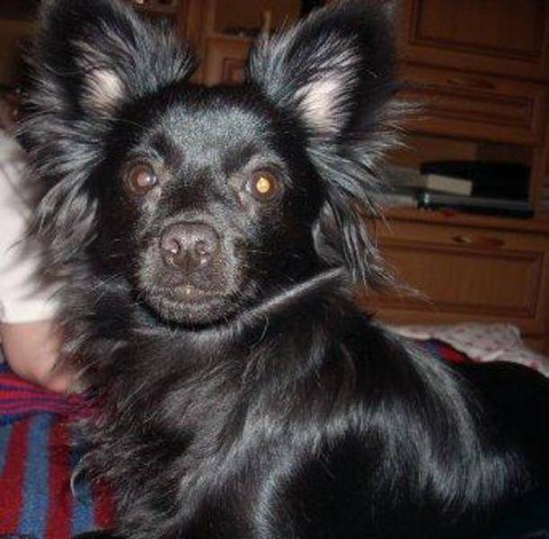 post-1723-0-86924500-1290893299_thumb.jp