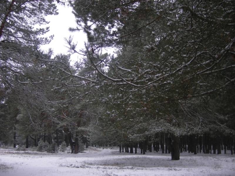 post-5567-0-45592400-1290952007_thumb.jp