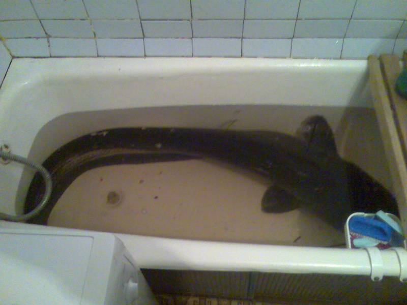 post-6965-0-59739500-1290115617_thumb.jp