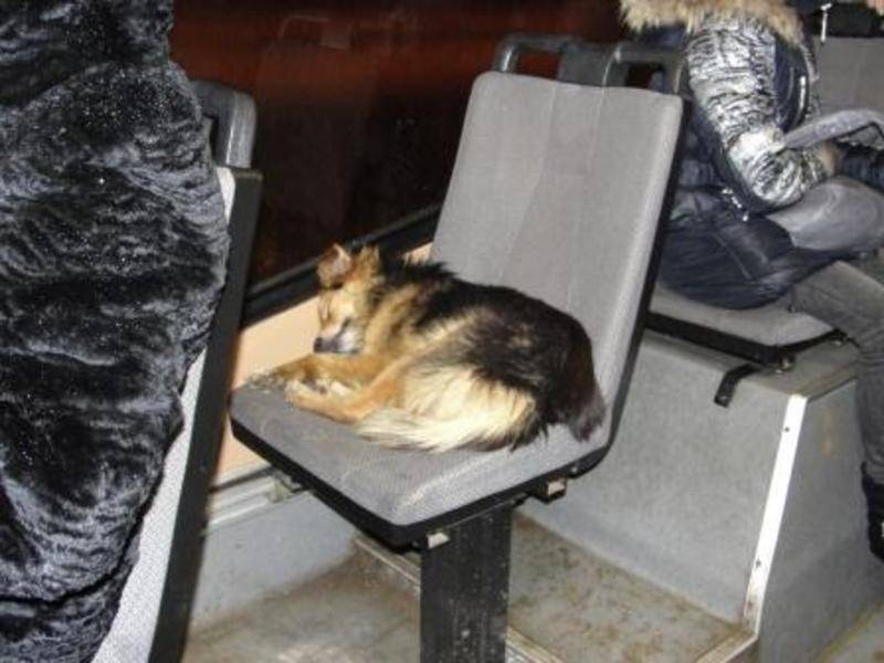 post-7306-0-18222700-1293387179_thumb.jp