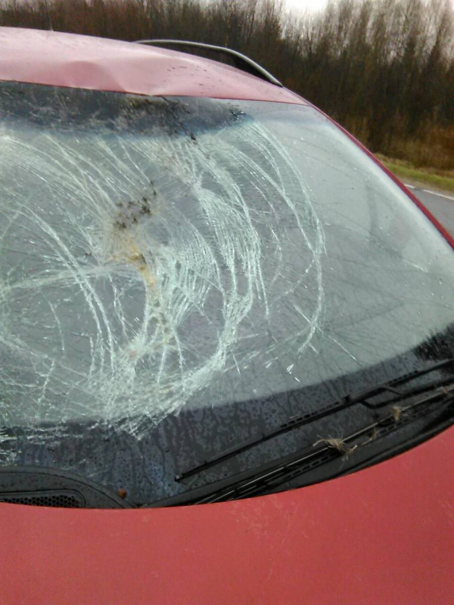 post-12664-0-21782300-1451234950_thumb.j