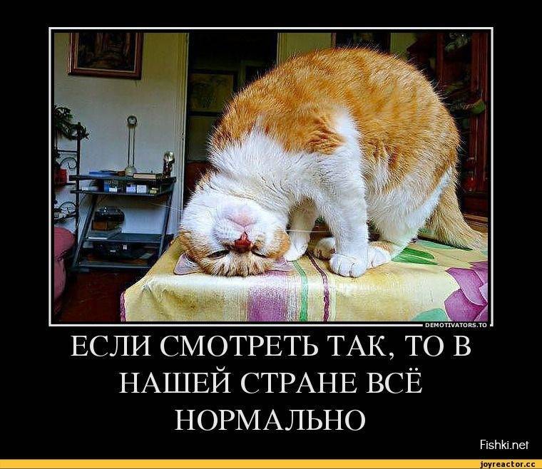 котэ-story-личное-нормальный-котэ-за-нормальную-страну-621550.jpg